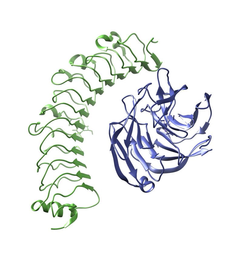 FLRT3 LRR domain in complex with LPHN3 Olfactomedin domain