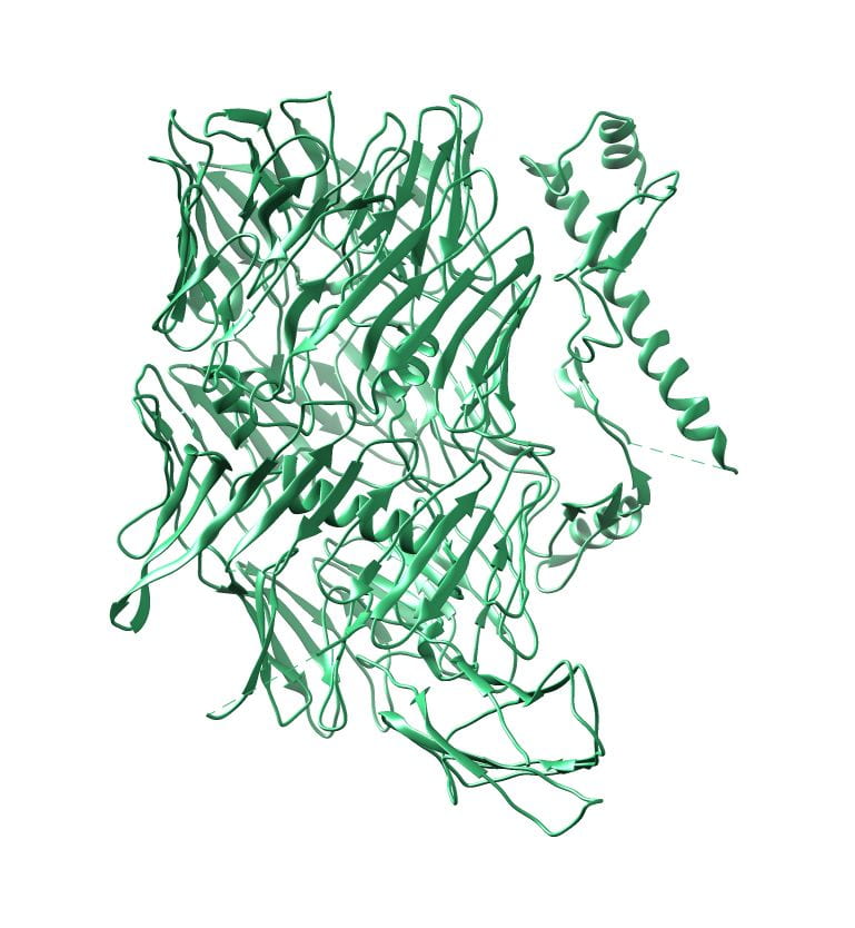 Human Teneurin 2 extra-cellular region