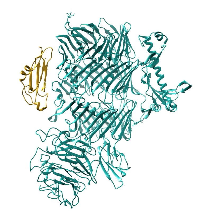 Human Teneurin-2 and human Latrophilin-3 binary complex