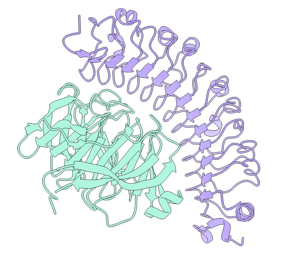 FLRT3 LRR domain in complex with LPHN3 Olfactomedin domain