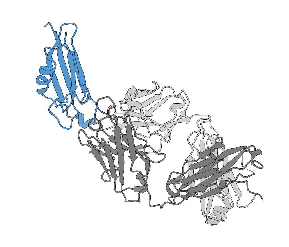 ADGRL3-lectin domain in complex with an activating synthetic antibody fragment