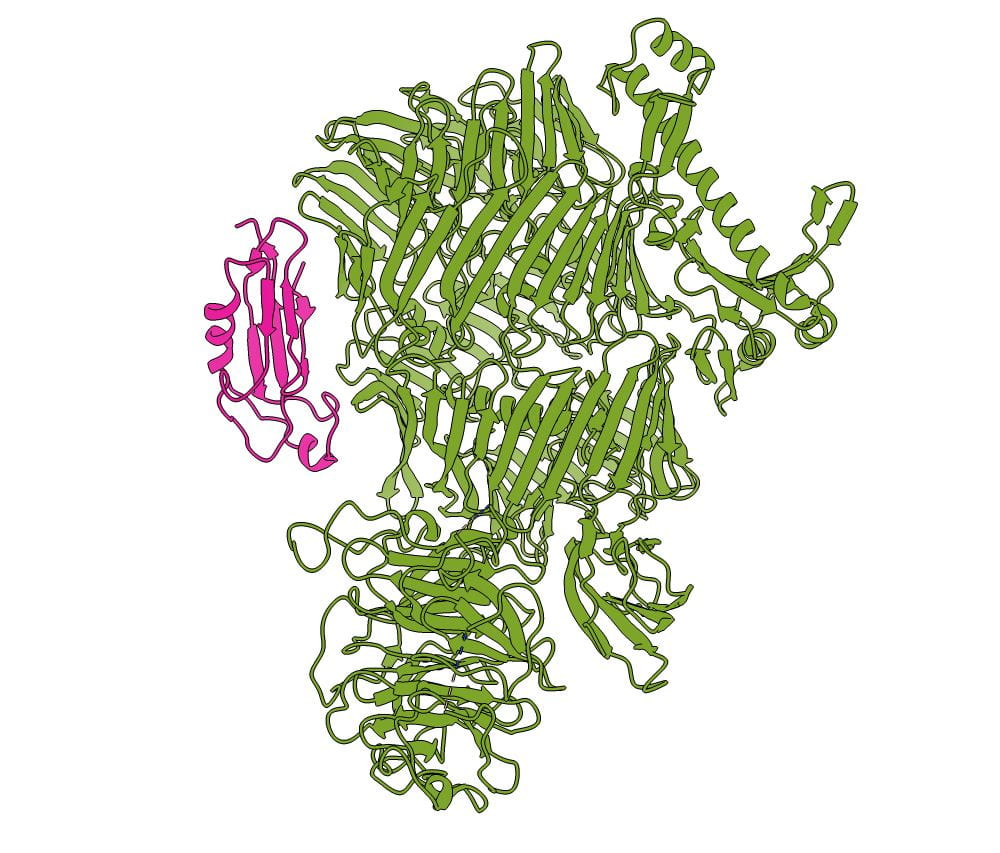 Human Teneurin-2 and human Latrophilin-3 binary complex